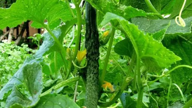 Грядки для огурцов - как сделать, нюансы выращивания и секреты обработки огурцов в открытом грунте (135 фото)