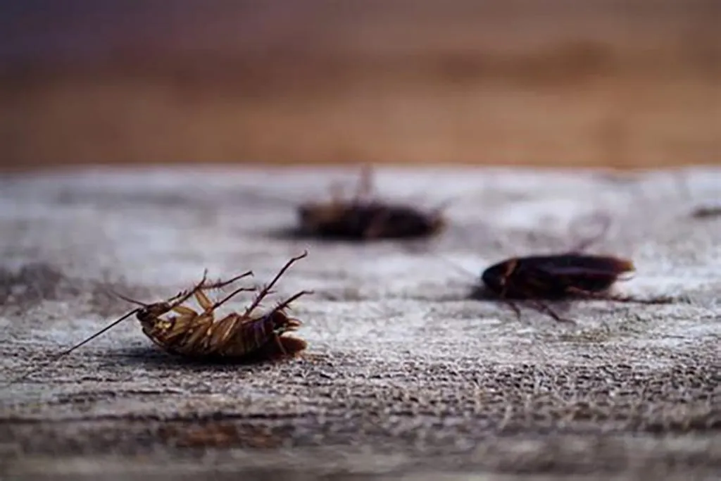 При какой температуре погибают тараканы и их яйца – методы воздействия низких и высоких температур для обработки зараженного помещения, причины смерти при минусовой температуре