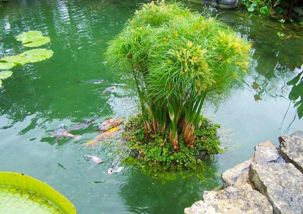 Уход за растениями в искусственном пруду