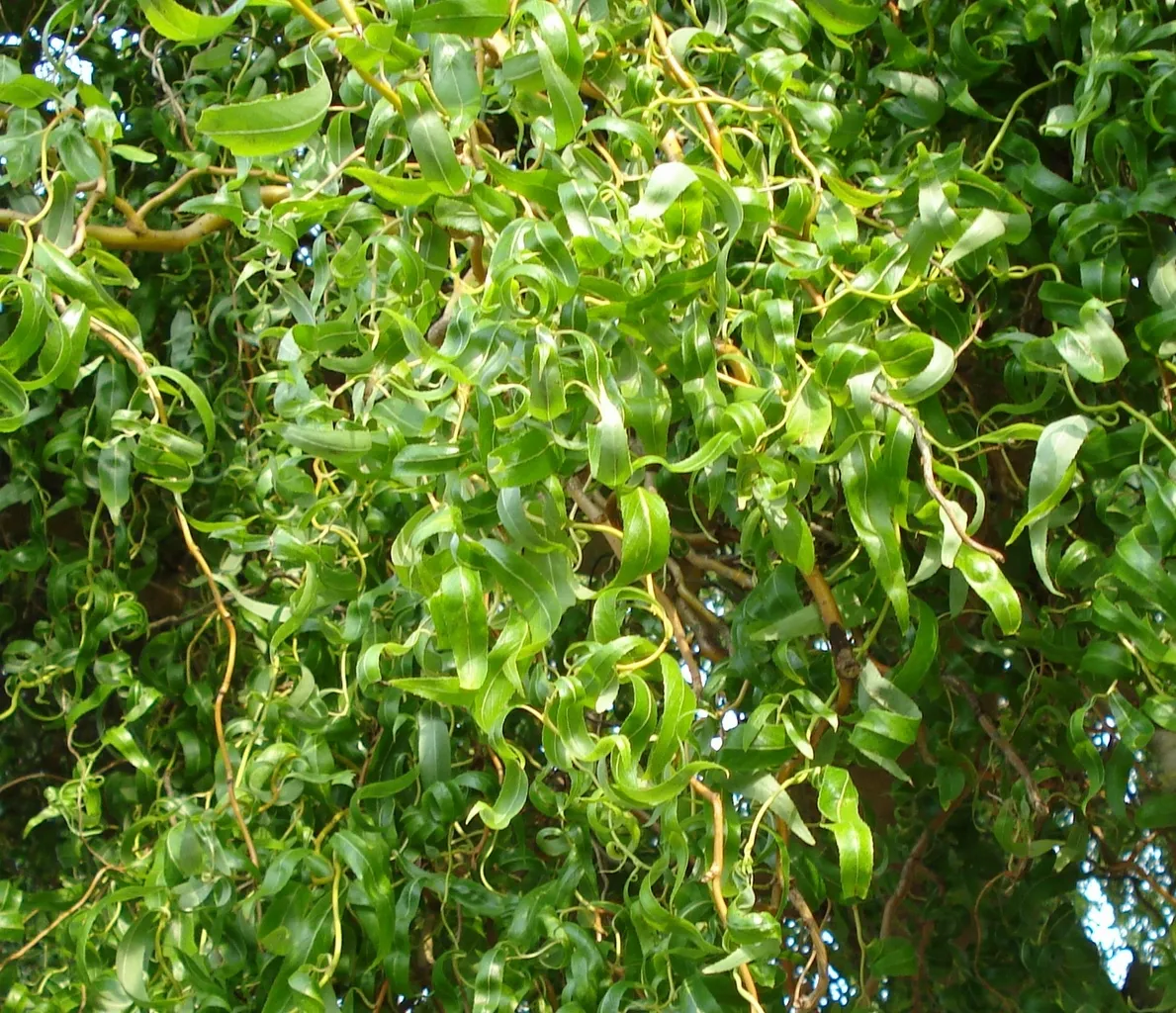Ива Матсудана (Salix Erythroflexuosa)