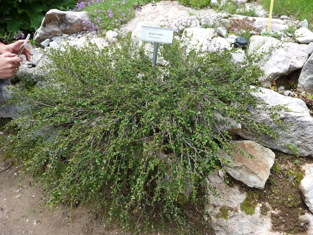 Береза карликовая (Betula nana) 