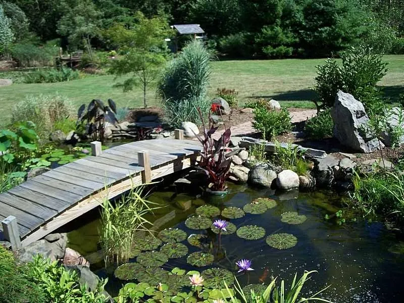 Дизайн садового пруда