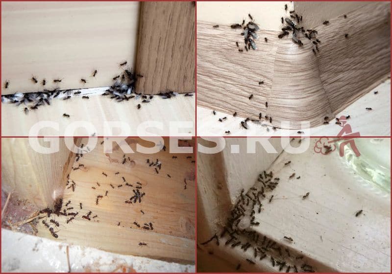 Мелкие муравьи в квартире. Мураши
