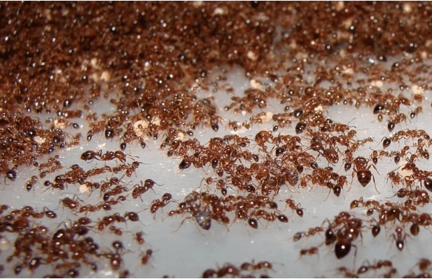 Домашние муравьи в квартире — как