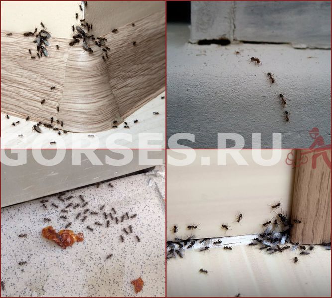 Избавиться от домашних муравьев в квартире