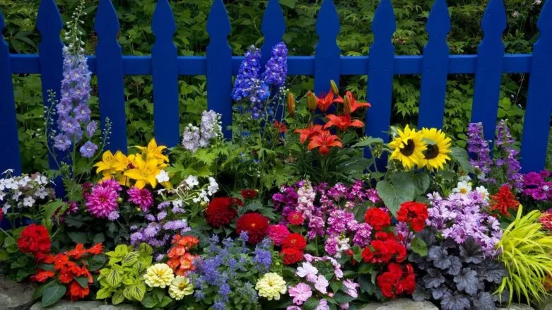 Лучшие цветы для дачи (96 фото) - схемы оформления и идеи по применению разных цветов и растений