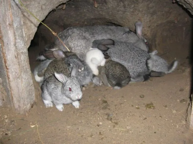 Пример "ямного" содержания кроликов