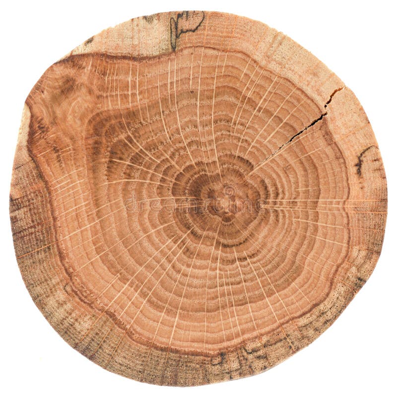 Текстура древесины дуба Пень дерева с
