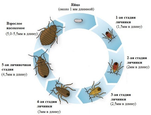 Виды насекомых в квартире: 10 насекомых