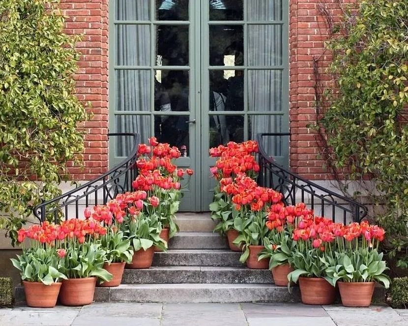 Тюльпаны возле входа в дом