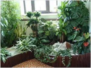 высокорослые растения на балконе
