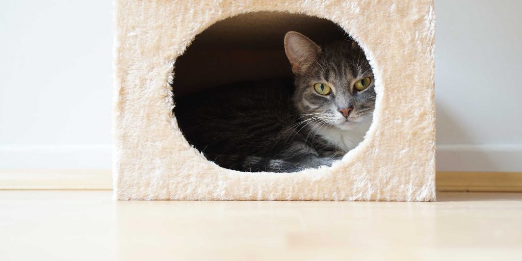 15 уютных домиков для кошки своими
