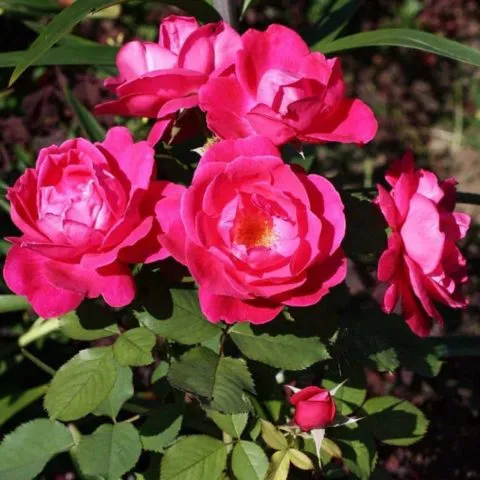 Миниатюрные розы: топ-15 сортов очаровательных малышек с фото и описанием