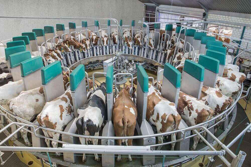 Организация молочной фермы с нуля
