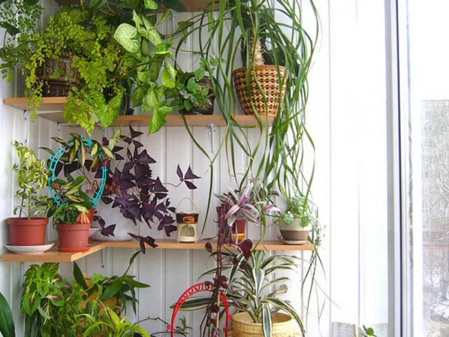 Полки с растениями на балконе