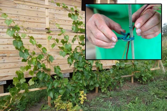 Как вырастить дикий виноград на заборе