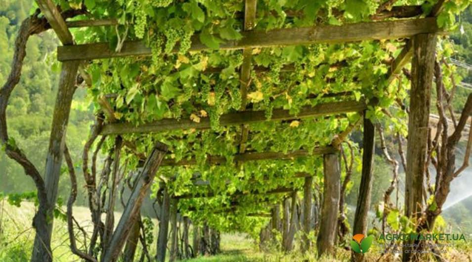 Арка для винограда: как сделать арку