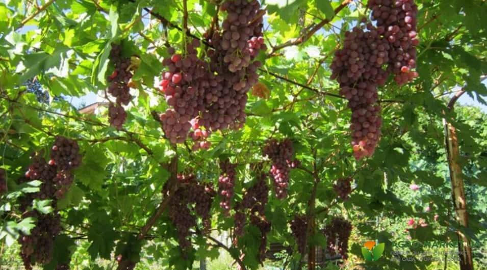 Арка для винограда: как сделать арку