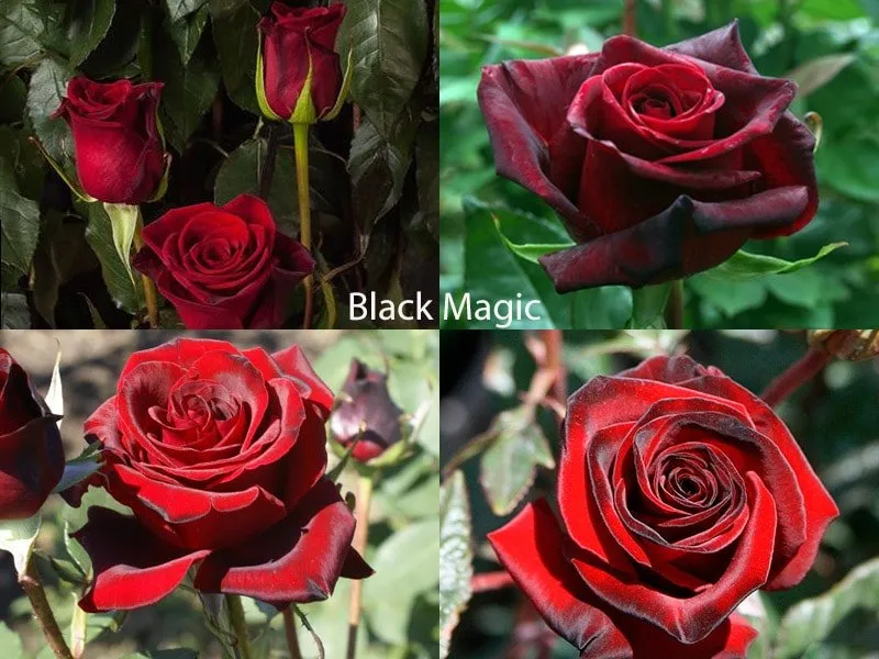 Розы сорта Black Magic