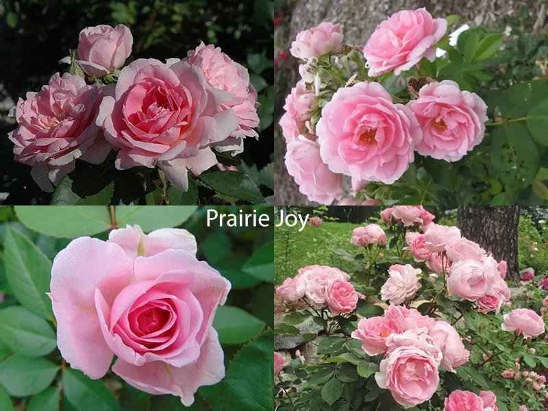 Сорт канадских роз Prairie Joy