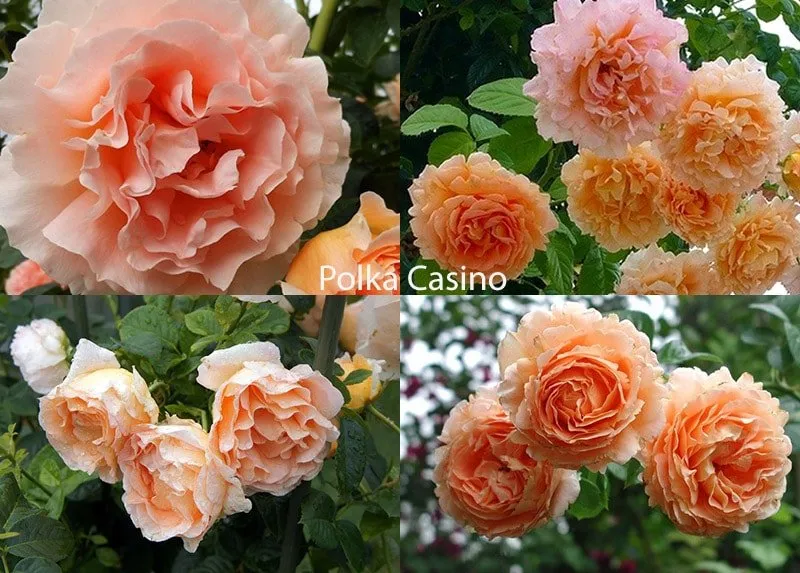 Сорт роз Polka Casino