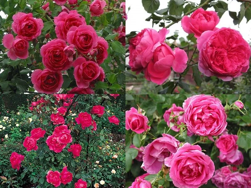 Parade - сорт чайных роз