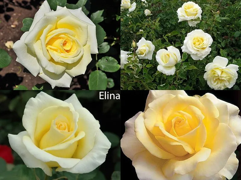 Чайная роза Elina