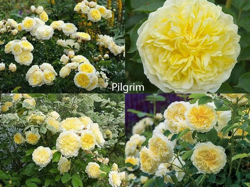 Сорт парковой розы - Pilgrim