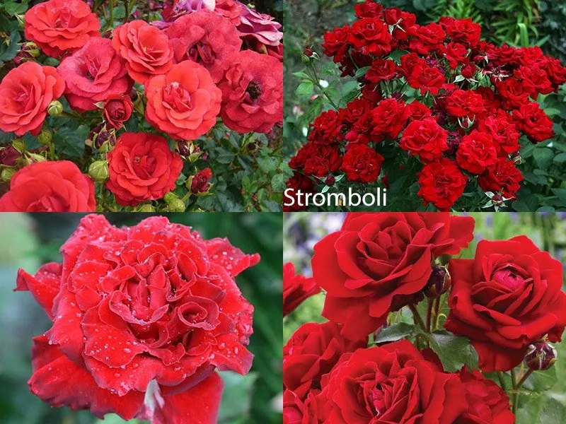 Роза флорибунда - сорт Stromboli