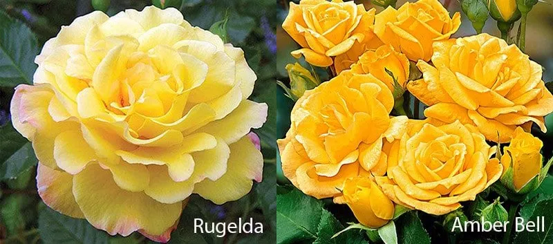 Сорта желтых роз: Amber Bell, Rugelda