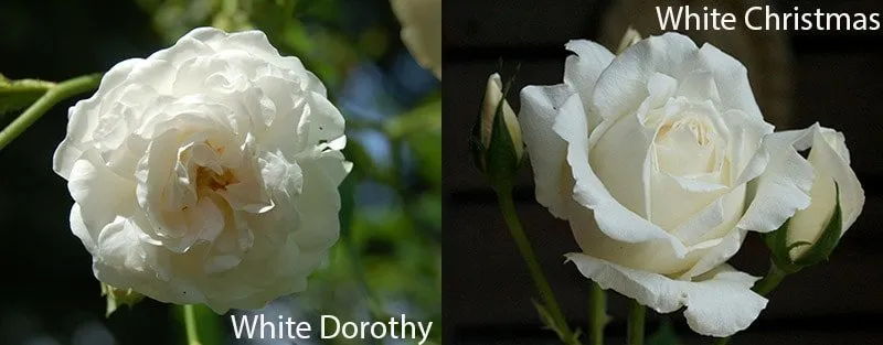Сорта белых роз: White Dorothy, White Christmas