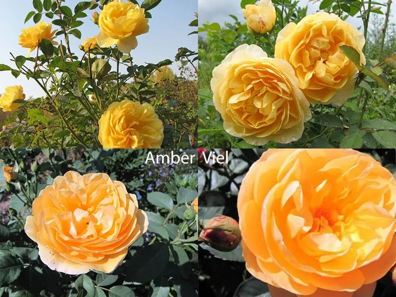 Сорт роз Amber Viel