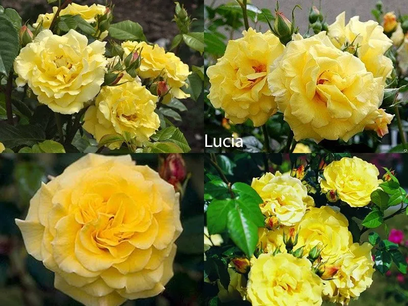 Сорт роз Lucia