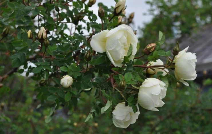 дикорастущая роза дизайн