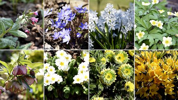 25 самых красивых весенних цветов