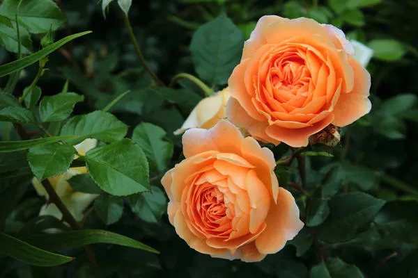 Роза с оранжевыми цветками