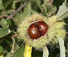 A bunch of chestnuts. is derived from marron, French for chestnut.