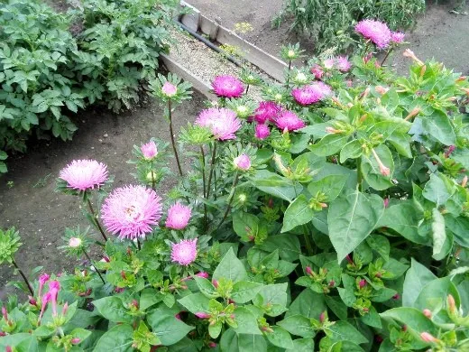 осенние цветы в саду, названия и фото - астра однолетняя на клумбе