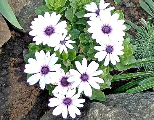 осенние цветы в саду, названия и фото - остеоспермум на альпийской горке