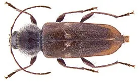 Hylotrupes bajulus (Linné, 1758) female (3962355019).jpg