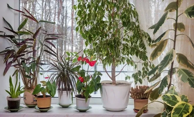 : Как обустроить зимний сад в квартире