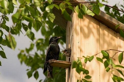 Как сделать скворечник своими руками?