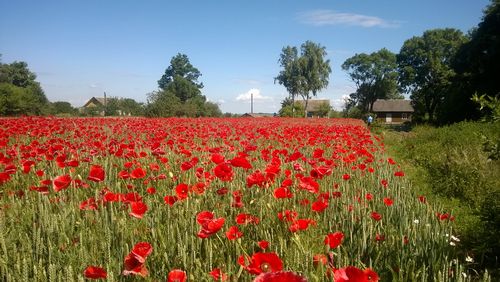 Выращиваем мак в благих намерениях