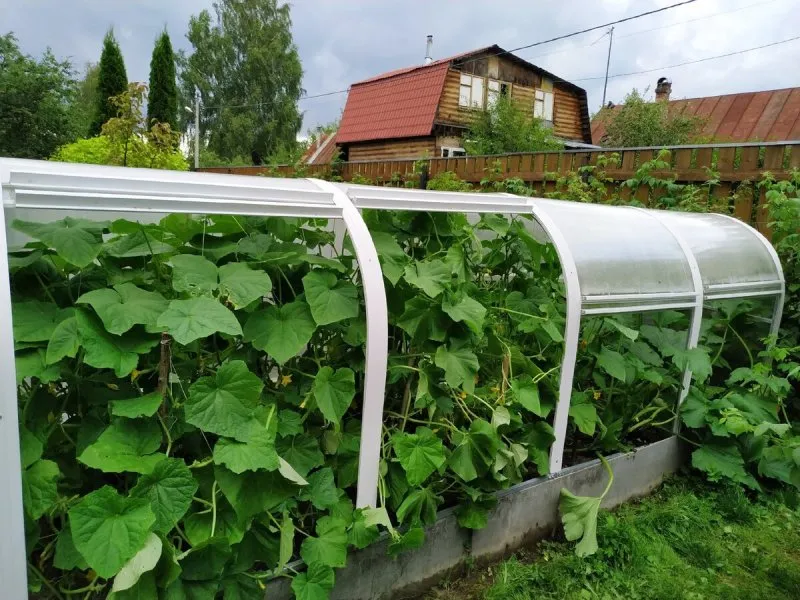 Мини парник для огурцов