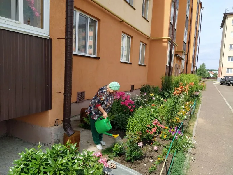 Цветы для палисадника похожие на семицветик