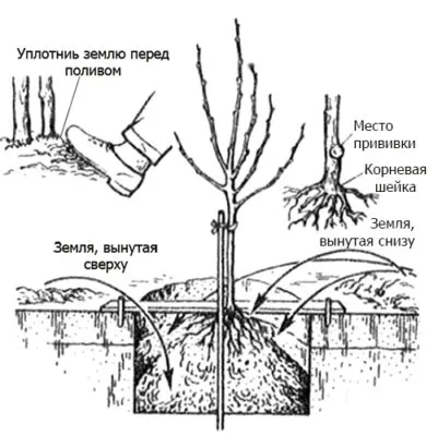 Схема посадки груши