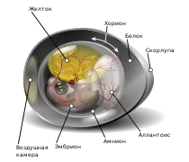Строение яйца с зародышем