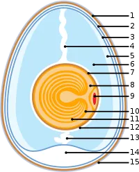 Anatomy of an egg.svg