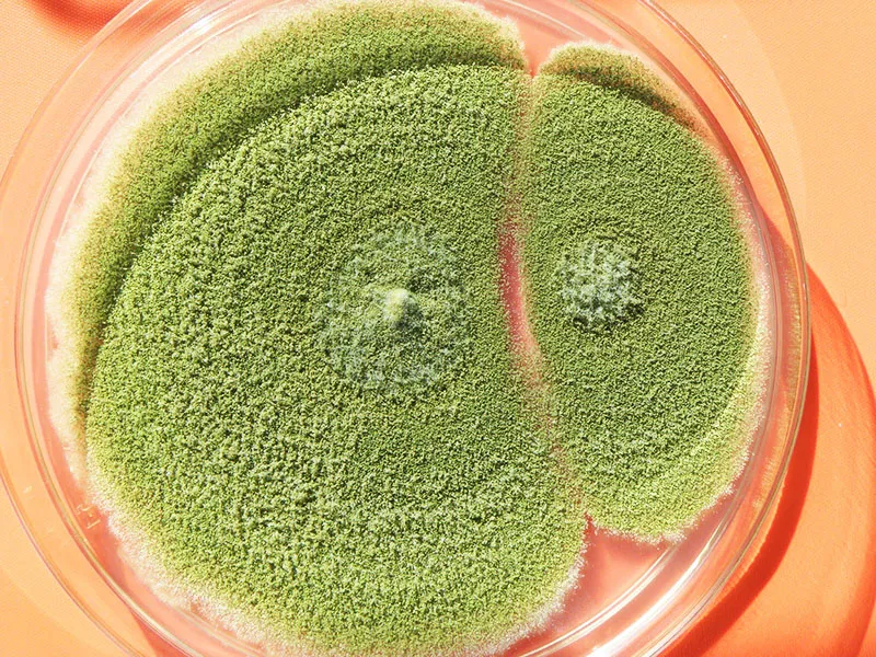 Aspergillus flavus достаточно вреден