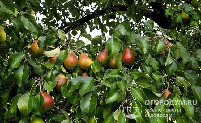 На сегодняшний день в российский Госреестр включено более 150 сортов, рекомендуемых для выращивания в различных регионах